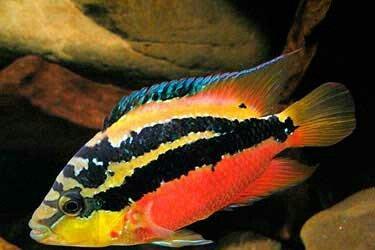 Salvini baligi cox gozel gorunuşlu baliqdir. erkek ve maya cutu 50 man