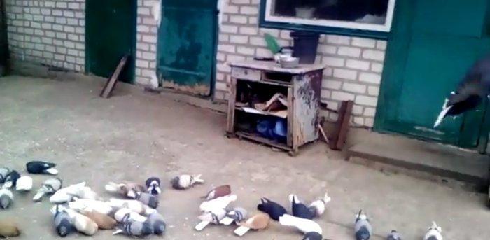 ag quyruglar var 20 dene goyler birde qaralar hamlsl bir yerde satllr