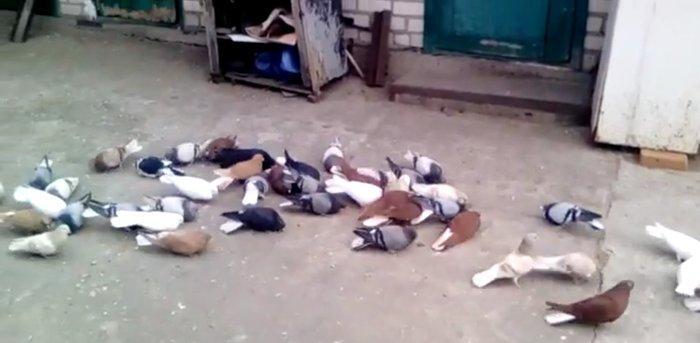 ag quyruglar var 20 dene goyler birde qaralar hamlsl bir yerde satllr