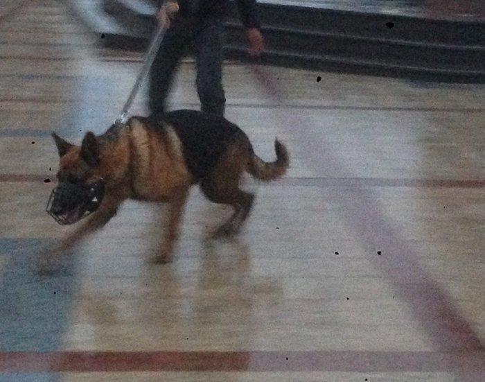 Kimde diwi varsa cut vura bilerem afcarkadi  nenka it zad isdemirem 50