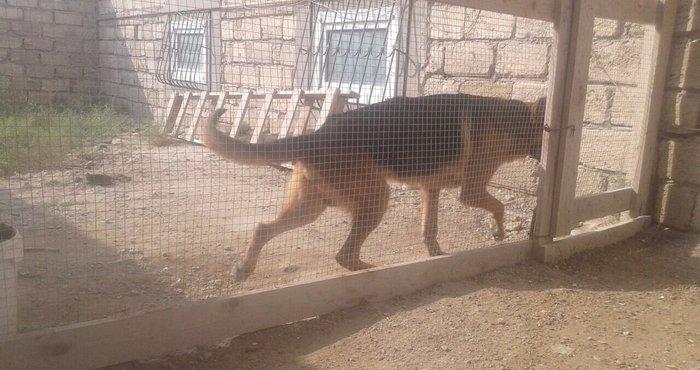 Kimde diwi varsa cut vura bilerem afcarkadi  nenka it zad isdemirem 50