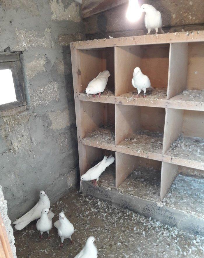 Ağ uzun quşlardı xaç quyruqdu 3 saat uçmaqları var 17 tükdü 9 dənəsin