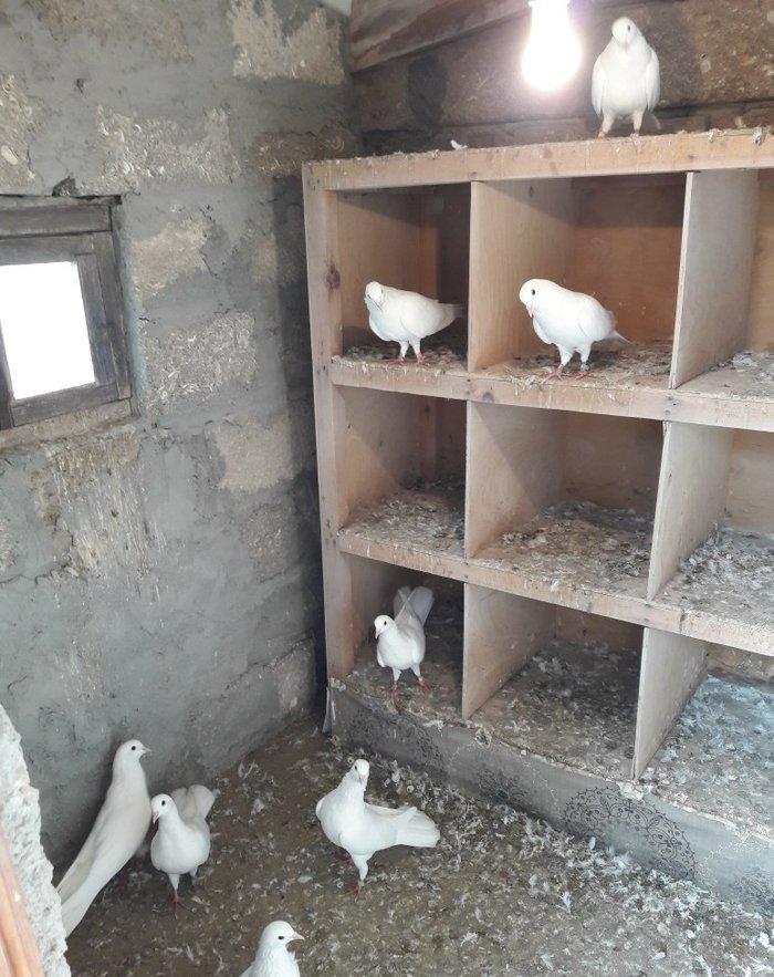 Ağ uzun quşlardı xaç quyruqdu 3 saat uçmaqları var 17 tükdü 9 dənəsin