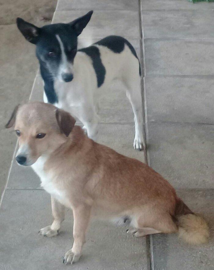 cek itlerdi ikiside diwidir heyeti qoruyan itlerdi adamcildi cox oldug