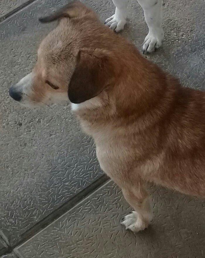 cek itlerdi ikiside diwidir heyeti qoruyan itlerdi adamcildi cox oldug