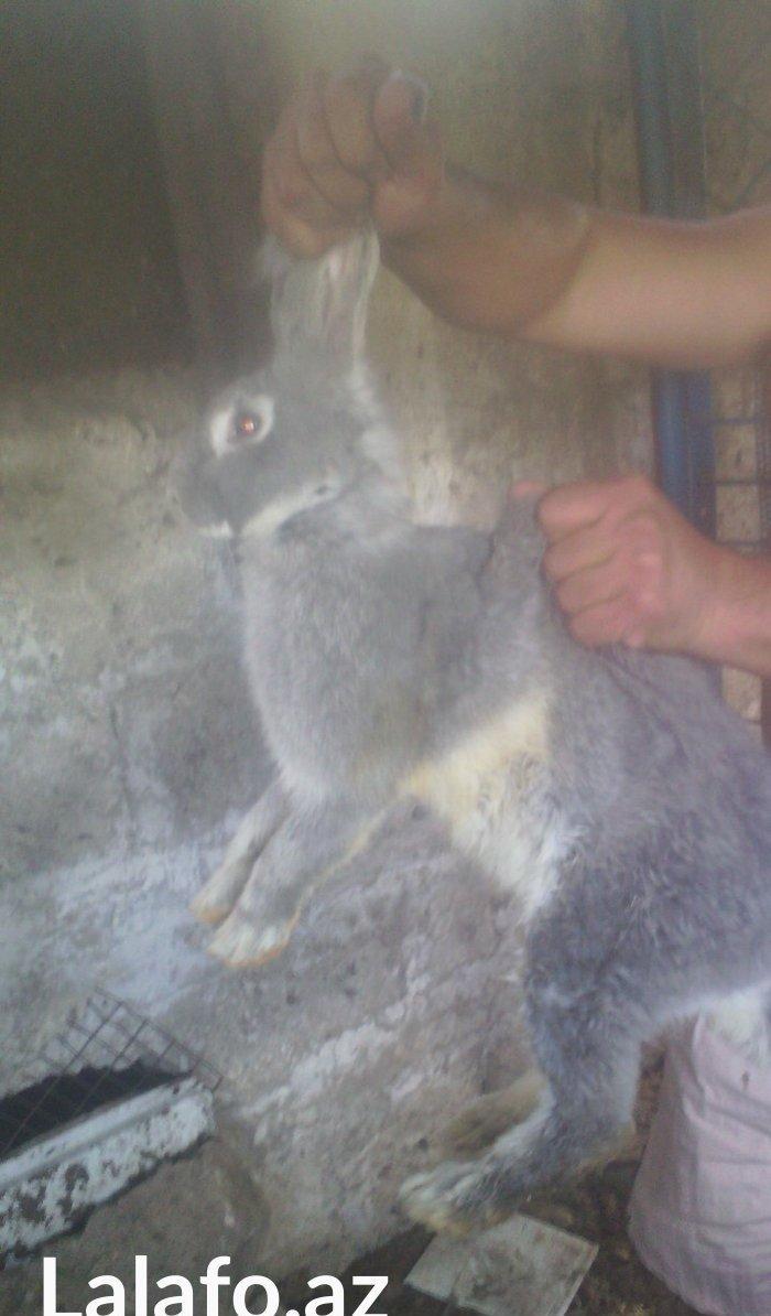 Rizinq 2 denedi erkey. Fevralin balasidi 1 ni deyiwerem diwiyle rizinq