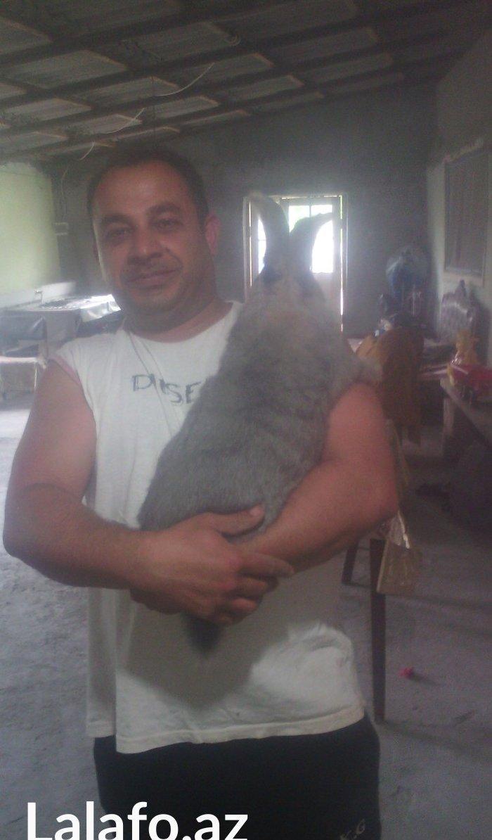 Rizinq 2 denedi erkey. Fevralin balasidi 1 ni deyiwerem diwiyle rizinq