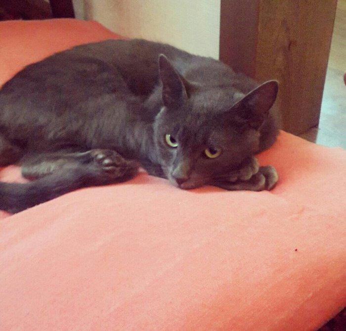 korat cinsi şotland pisiyide deyilir erkek 11 ayliq 100 azn