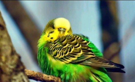 Erkek papuqay aliram. 8aydan 1ile qeder. rucnoy olsun. kimde varsa ela