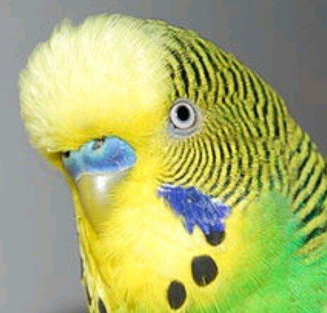 Erkek papuqay aliram. 8aydan 1ile qeder. rucnoy olsun. kimde varsa ela