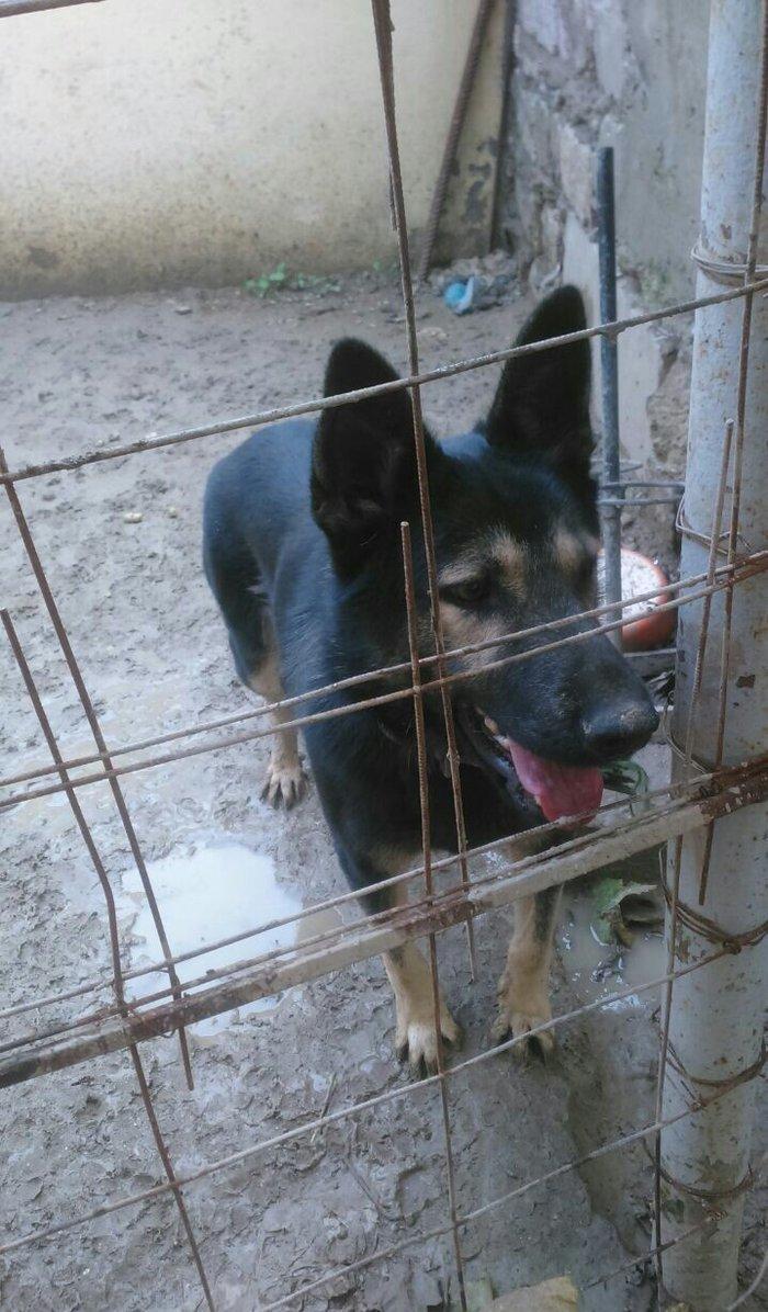 erkey avcarka 1 yas 5 ayliqdu cox aktiv itdir  heyeti qoruyur usaqlarl