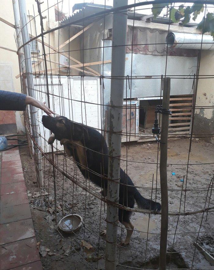 erkey avcarka 1 yas 5 ayliqdu cox aktiv itdir  heyeti qoruyur usaqlarl