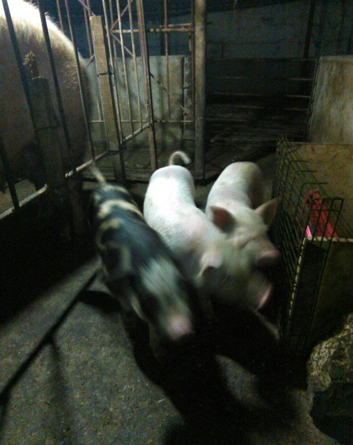 salam 1.5 ayliq cowkalar satilir nece lazimdi yem yeyirler yaxwi inki