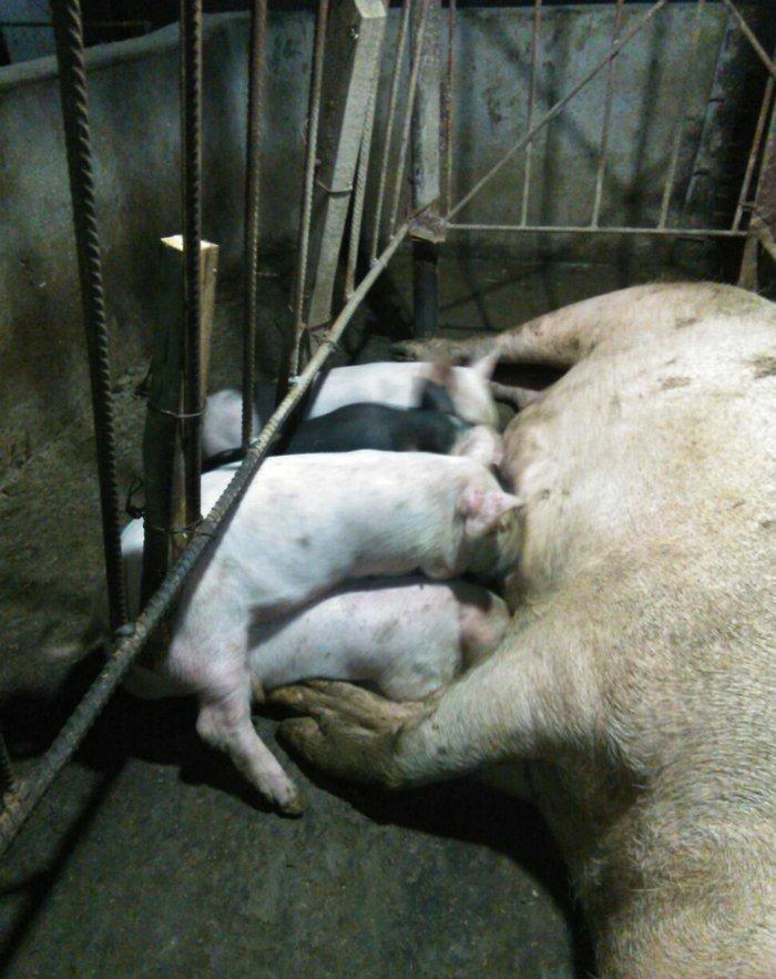 salam 1.5 ayliq cowkalar satilir nece lazimdi yem yeyirler yaxwi inki