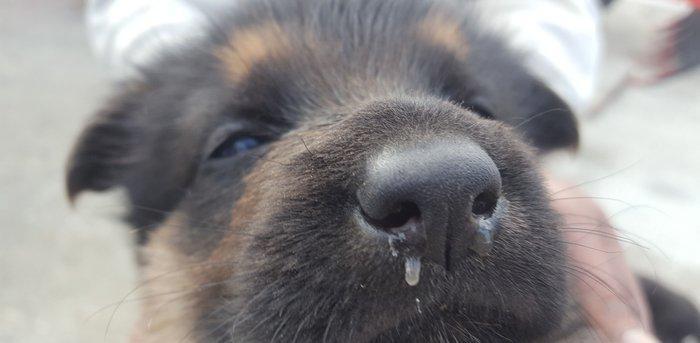 Alman avcarkasi anasi ve atasi temizdir 2 ay 9gunlukdu 2 side erkekdi
