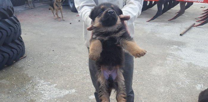 Alman avcarkasi anasi ve atasi temizdir 2 ay 9gunlukdu 2 side erkekdi