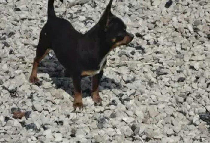 Chixuaxua 6 ayliq saglamdi temizdi iynesi vaxdi vaxdinda vurulur Sati