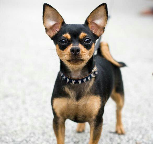 Chixuaxua 6 ayliq saglamdi temizdi iynesi vaxdi vaxdinda vurulur Sati