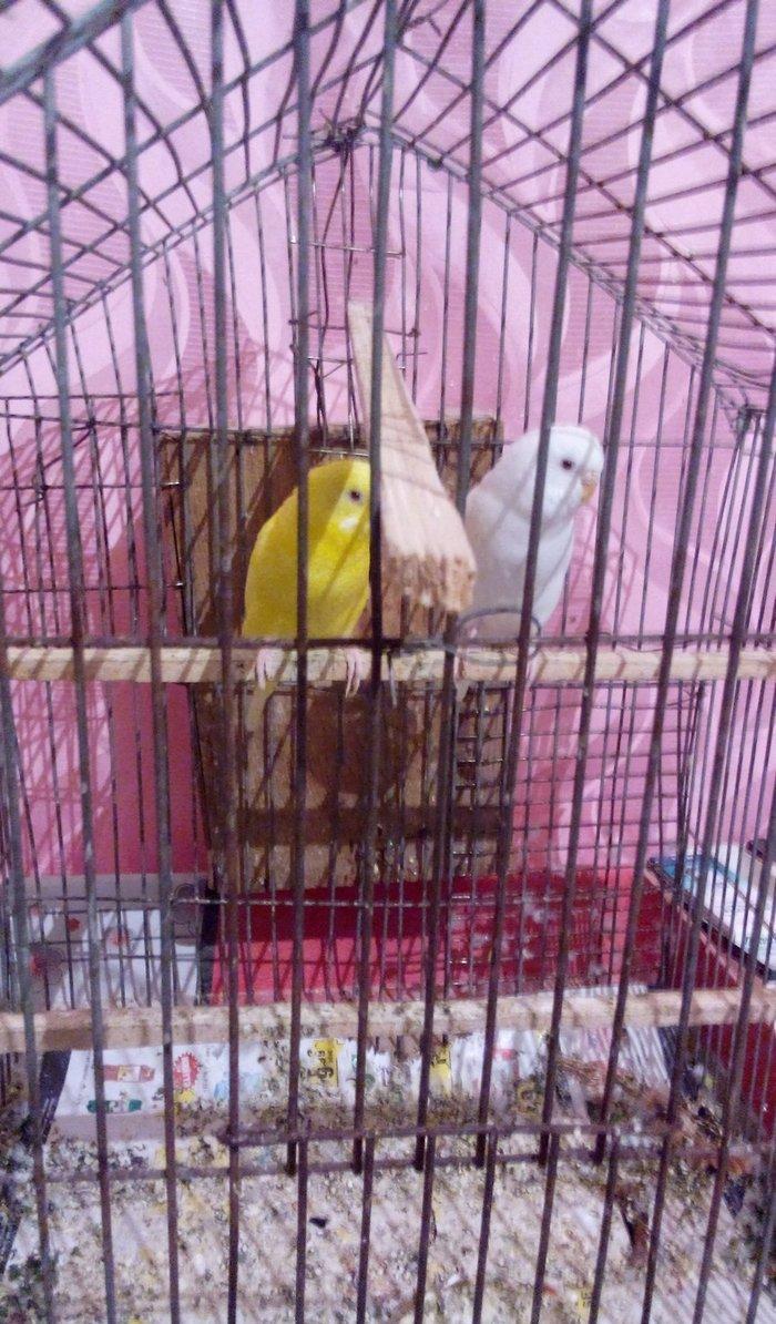 ikiside erkeydi . gorunduyu kimi biri tam sari biride tam agdi hec bir