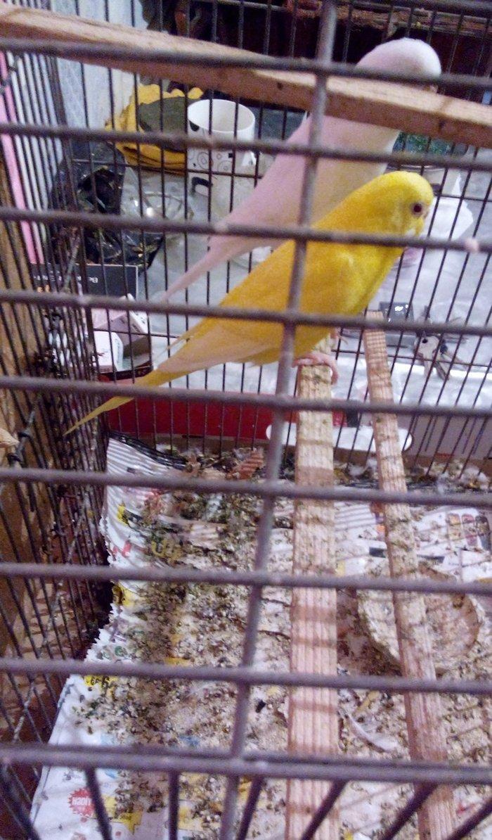 ikiside erkeydi . gorunduyu kimi biri tam sari biride tam agdi hec bir