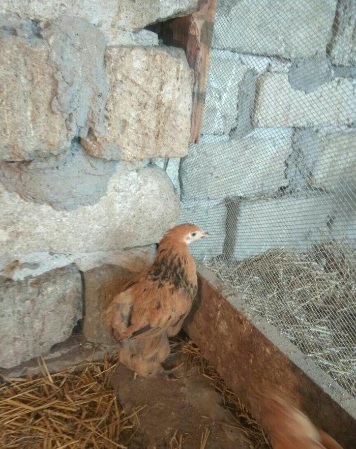 2 ayliq brama cuceleri satilir temiz qan buf bramalar butun vaksinleri