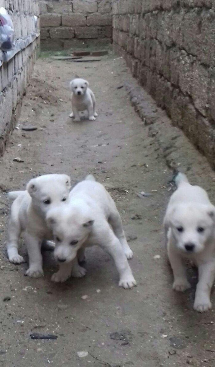 salam aģ alabay balaları satiram wekiller realdi natura temiz balalard