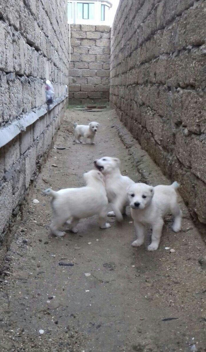 salam aģ alabay balaları satiram wekiller realdi natura temiz balalard