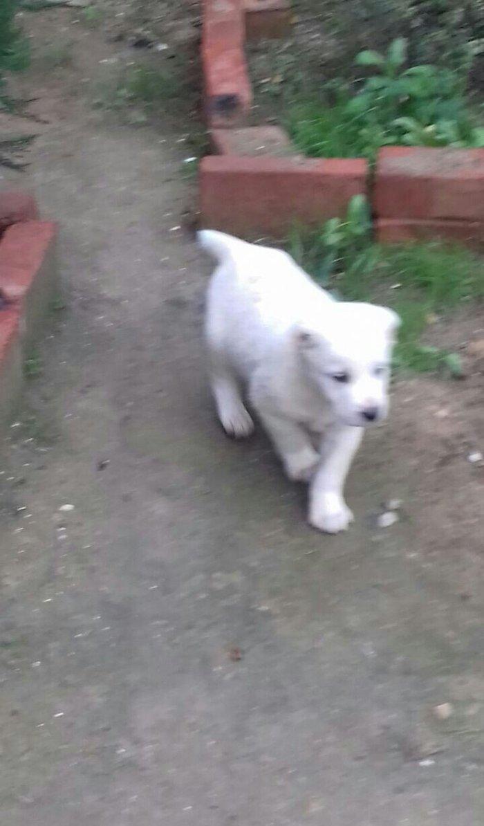 salam aģ alabay balaları satiram wekiller realdi natura temiz balalard