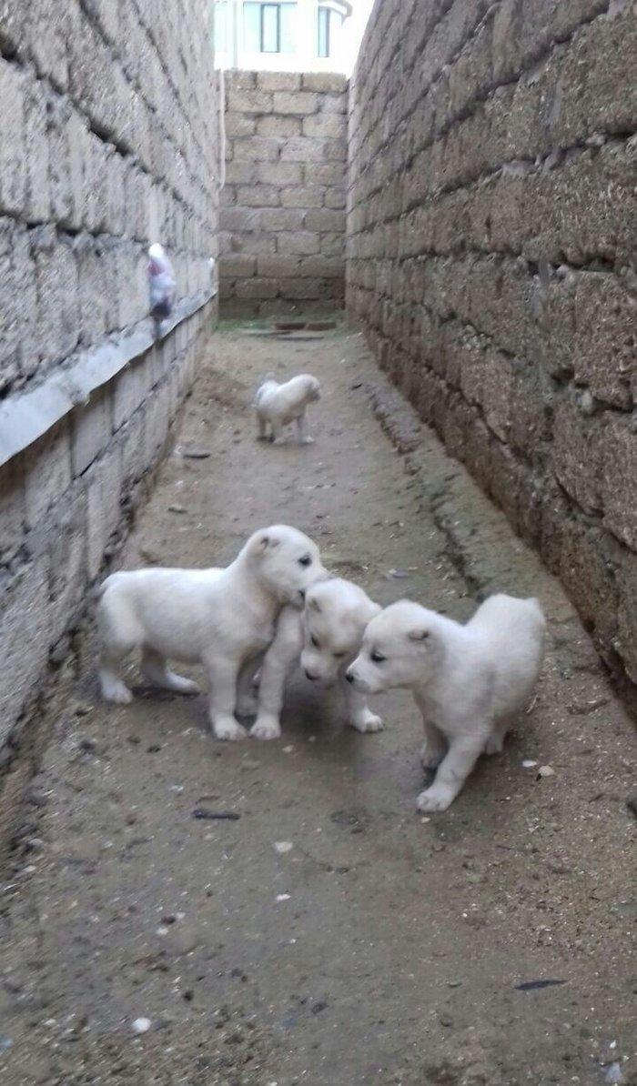 salam aģ alabay balaları satiram wekiller realdi natura temiz balalard