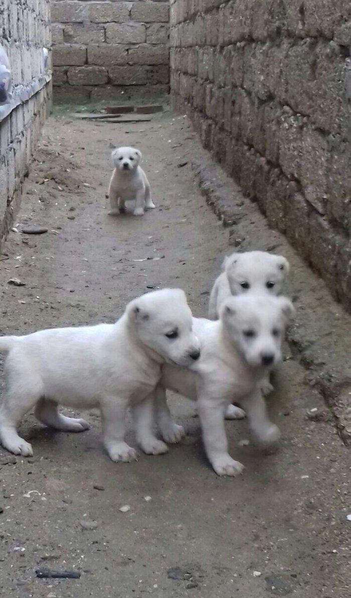 salam aģ alabay balaları satiram wekiller realdi natura temiz balalard
