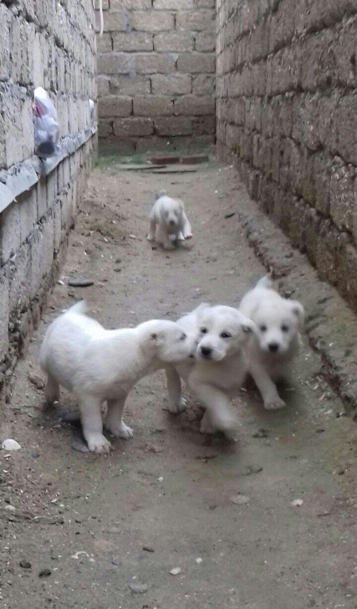 salam aģ alabay balaları satiram wekiller realdi natura temiz balalard