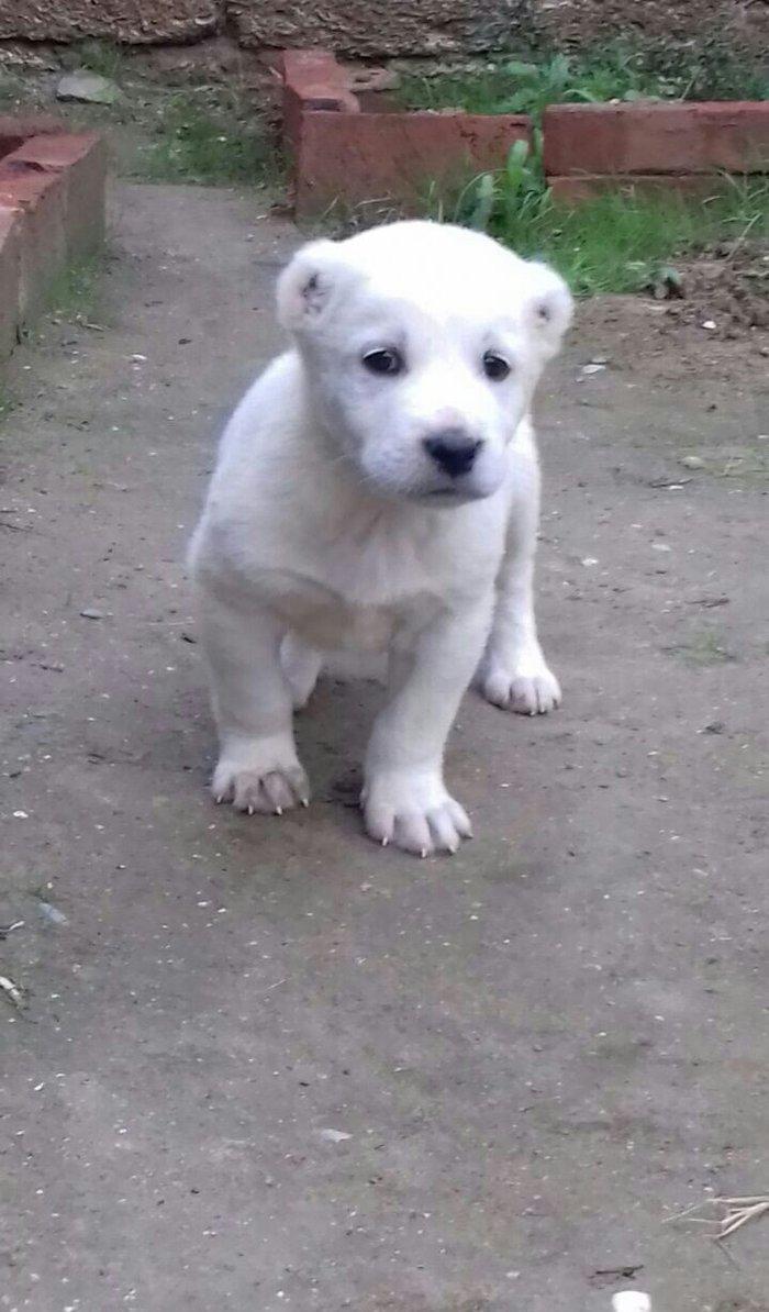 salam aģ alabay balaları satiram wekiller realdi natura temiz balalard