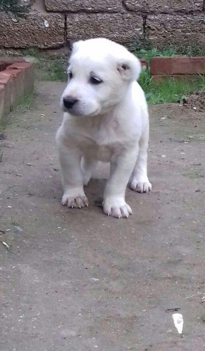 salam aģ alabay balaları satiram wekiller realdi natura temiz balalard