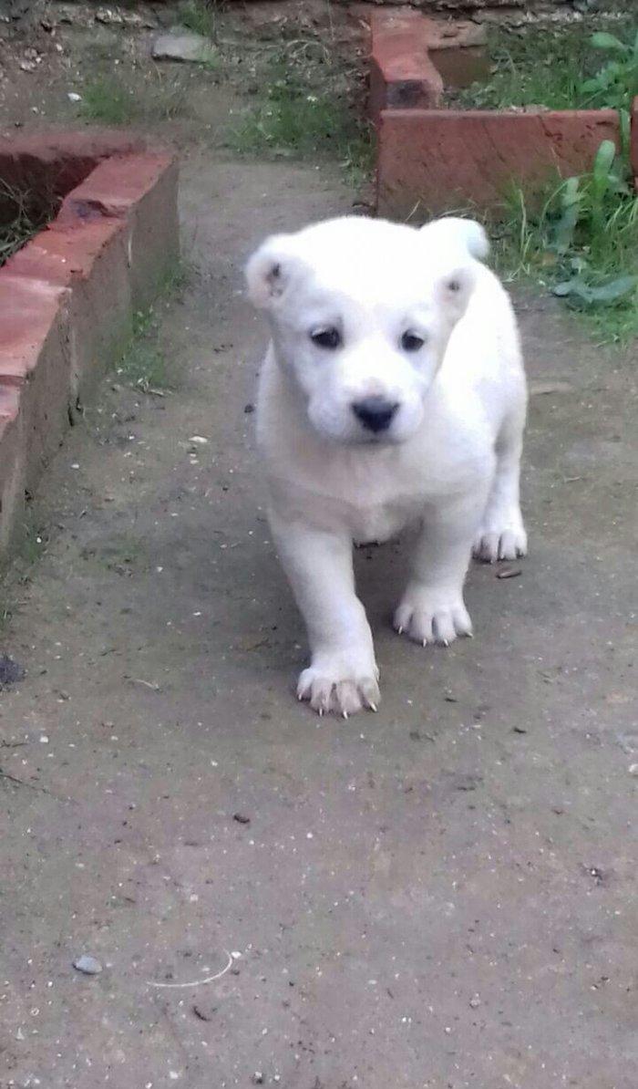 salam aģ alabay balaları satiram wekiller realdi natura temiz balalard