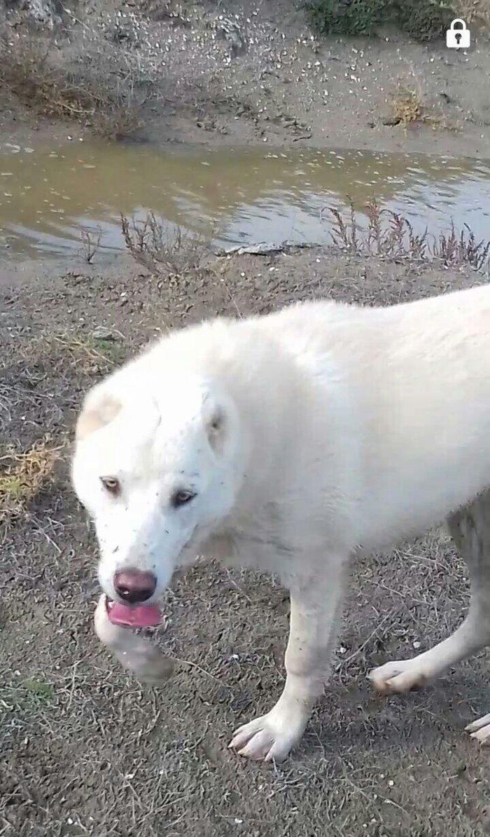 Salam Temiz Natura Aģ Alabay Balası Satiram Wekil realdi maraqlanan we