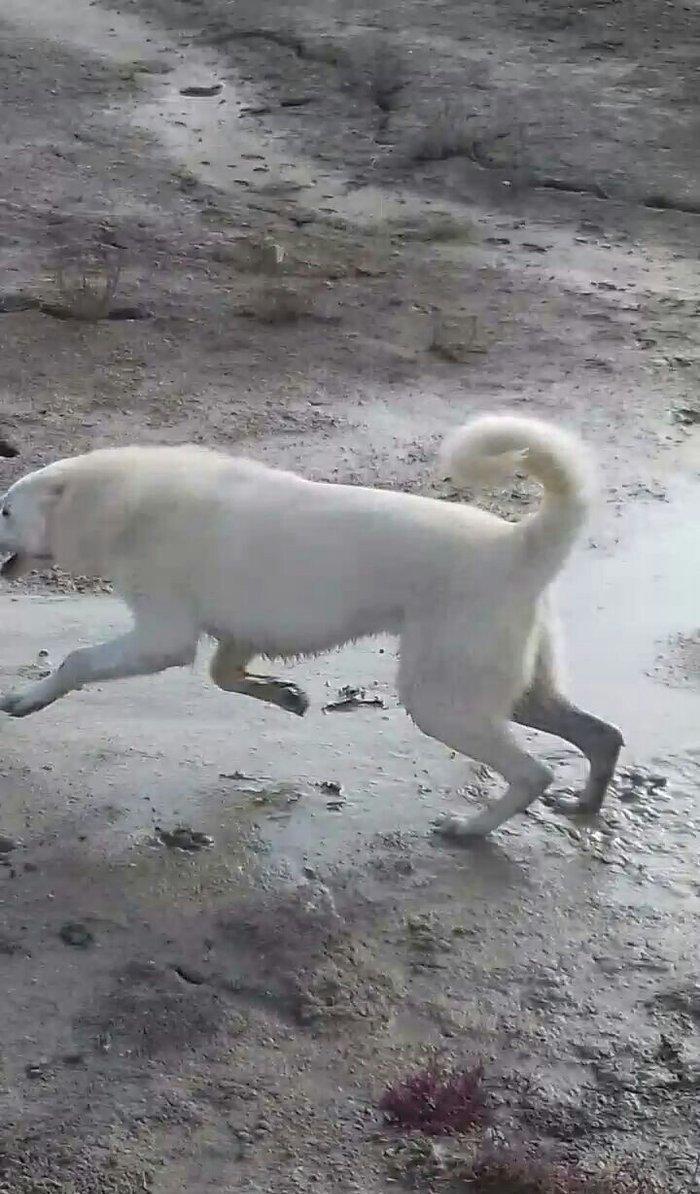 Salam Temiz Natura Aģ Alabay Balası Satiram Wekil realdi maraqlanan we