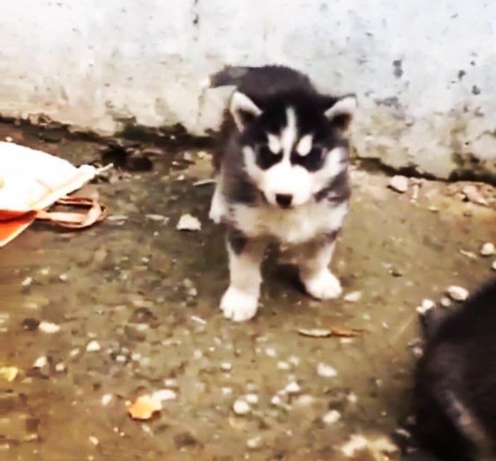 Temiz xaski balası satılır 46 günlük 1 erkek qalıb şekildeki baladır a