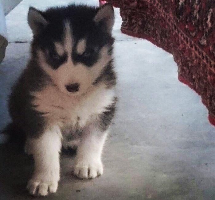 Temiz xaski balası satılır 46 günlük 1 erkek qalıb şekildeki baladır a