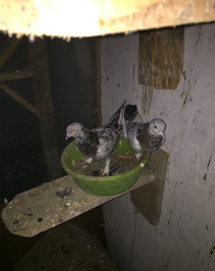 Ebreşler erkek maya xaiş olunur ciddi alıcılar narahat etsin boş bekar