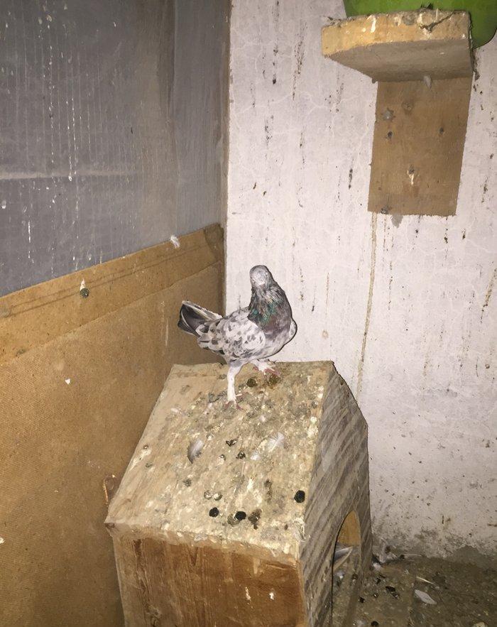 Ebreşler erkek maya xaiş olunur ciddi alıcılar narahat etsin boş bekar