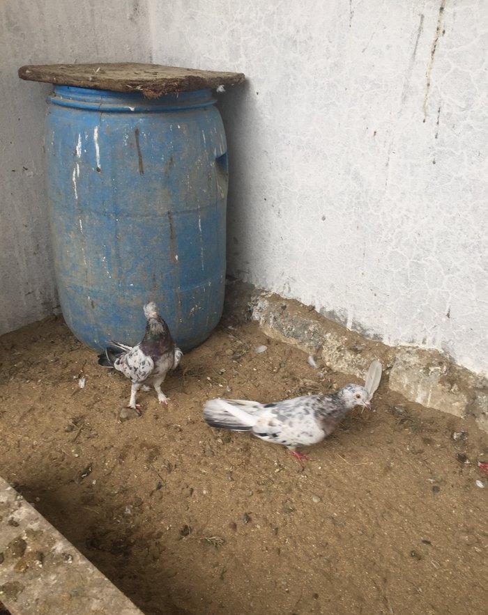 Ebreşler erkek maya xaiş olunur ciddi alıcılar narahat etsin boş bekar