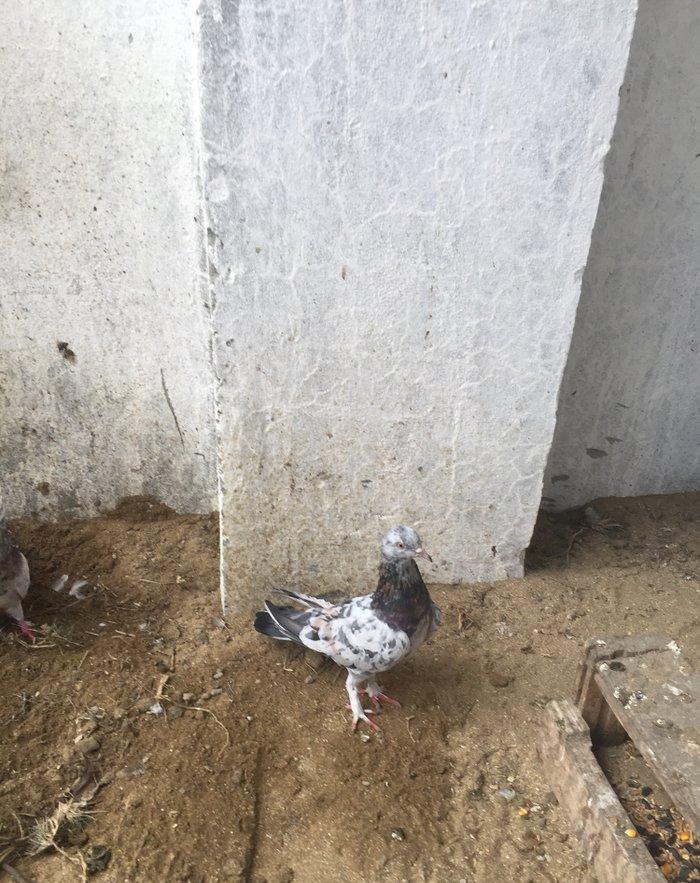 Ebreşler erkek maya xaiş olunur ciddi alıcılar narahat etsin boş bekar