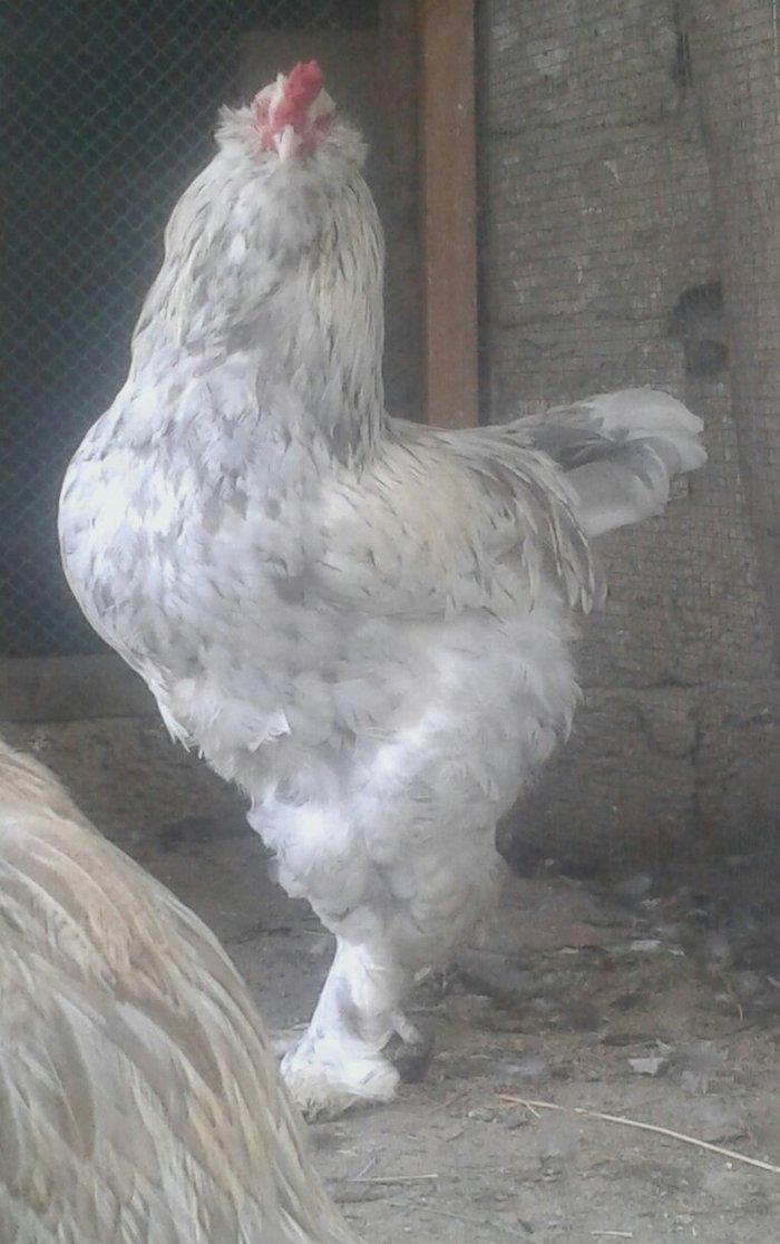 Brama xoruzu bir yası var saglamdı bütün peyvəndləri vurulub  70 azn