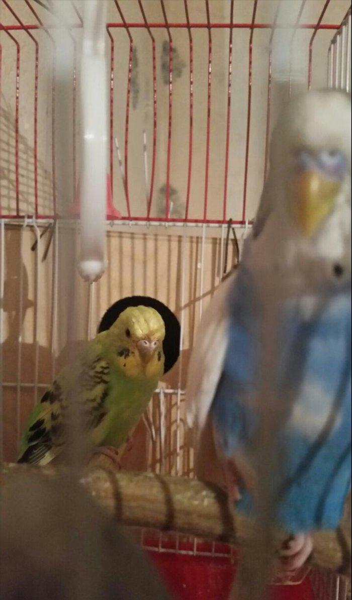 Tecilir cox gozel renglere malik hazir cut yuva hazirlayan cutluk sati