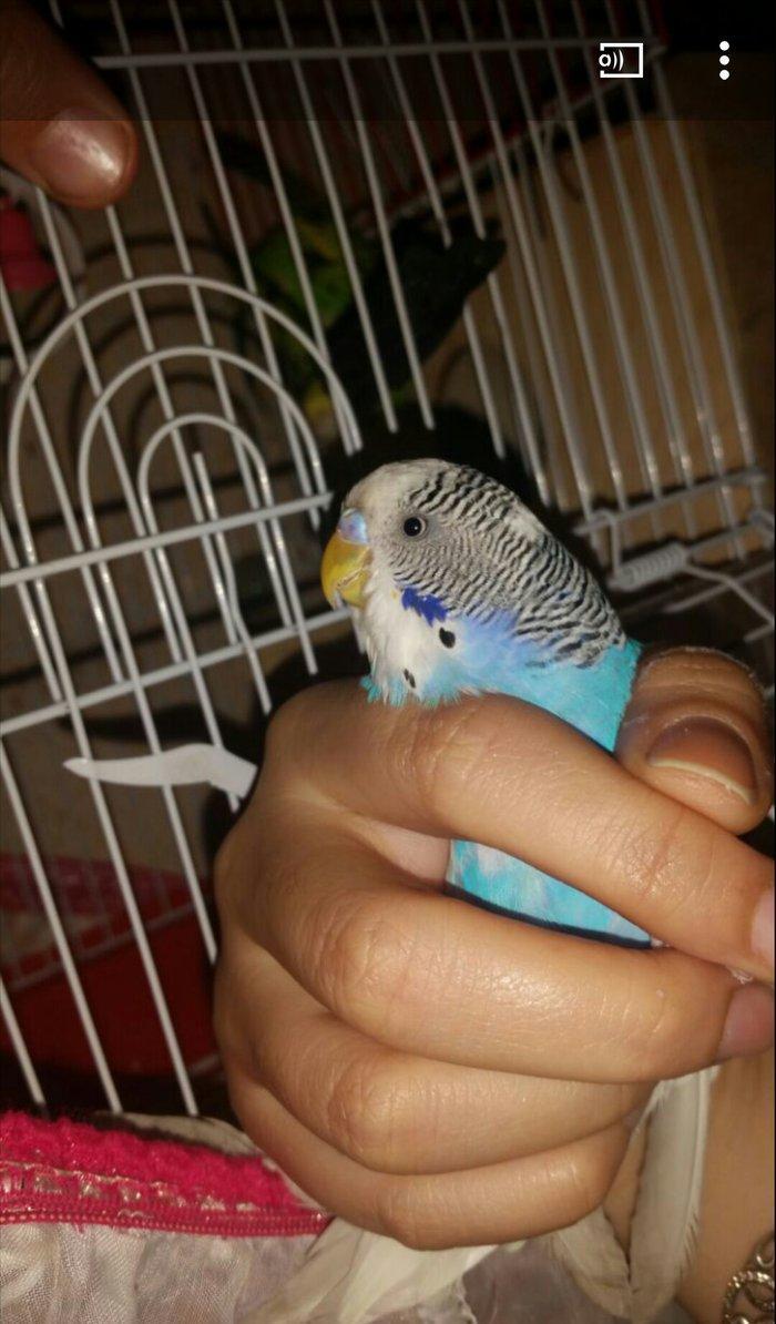 Tecili cox gozel renglere malik hazir cut satilir yuva hazirlayirlar s