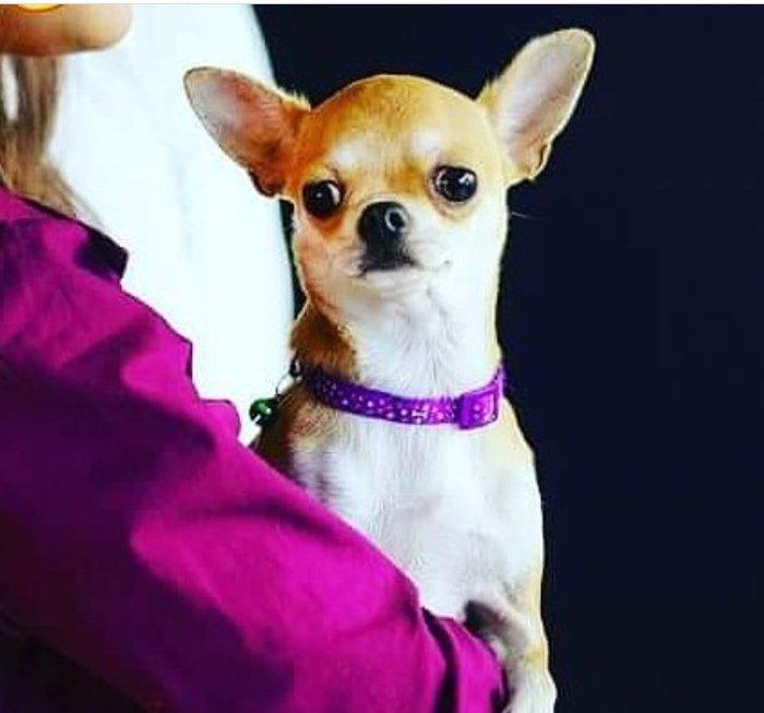 Çixuaxua satılır dişi 1 yaş 8 aylığ. 1 dəfə balaları olub. Standart öl