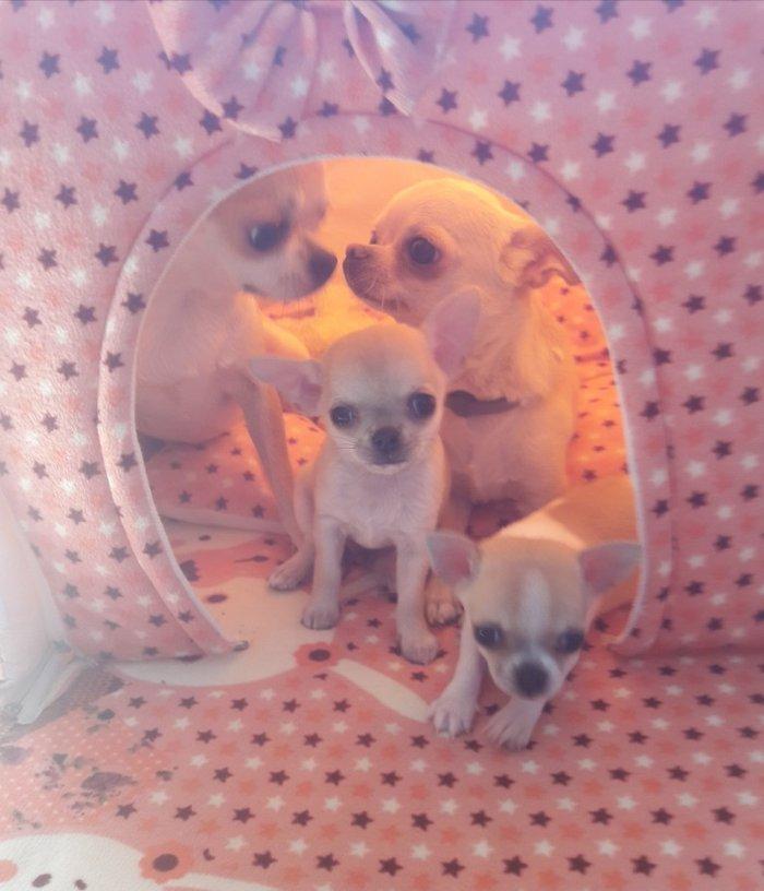 Çixuaxua satılır dişi 1 yaş 8 aylığ. 1 dəfə balaları olub. Standart öl