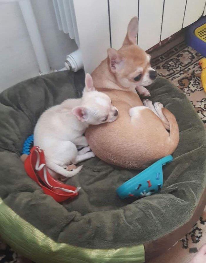 Çixuaxua satılır dişi 1 yaş 8 aylığ. 1 dəfə balaları olub. Standart öl