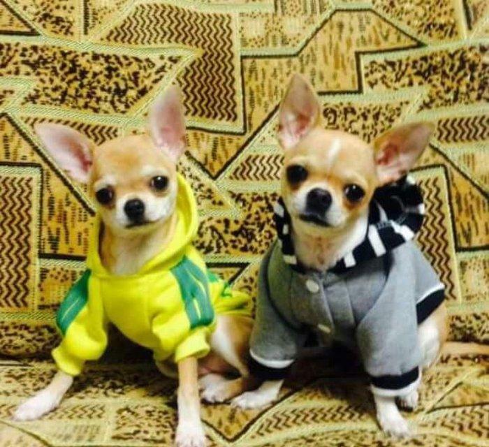 Çixuaxua satılır dişi 1 yaş 8 aylığ. 1 dəfə balaları olub. Standart öl