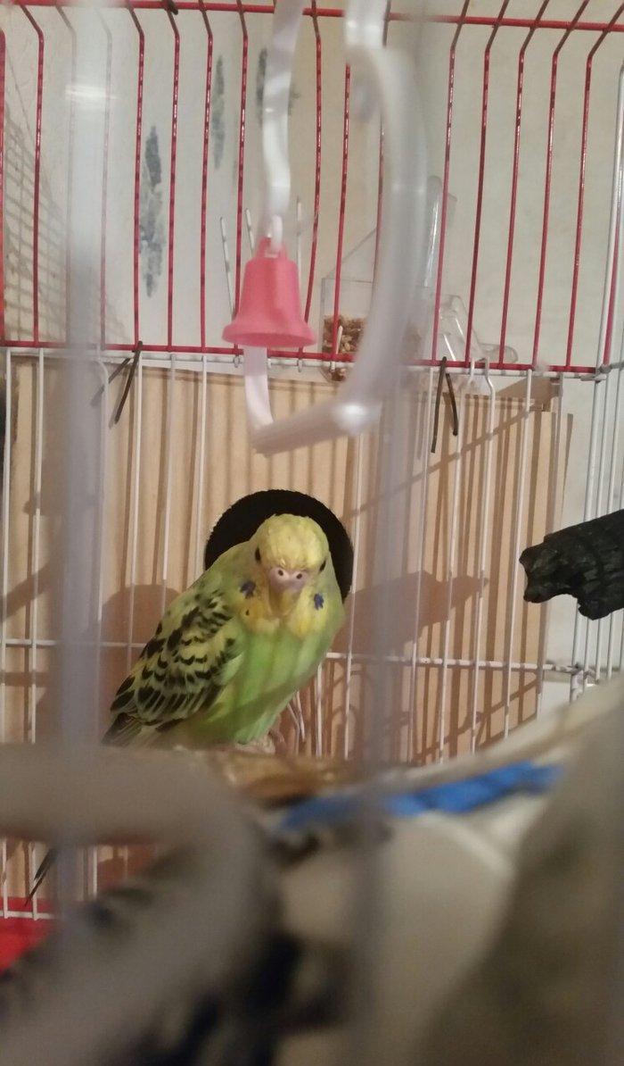 Tecili cox gozel renglere malik aktiv qizqin hazir cut satilir yuva du